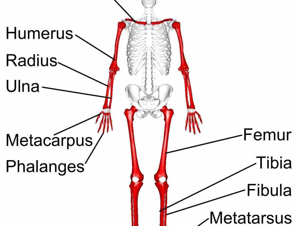 there are five types bones in flat long short irregular sesamoid long