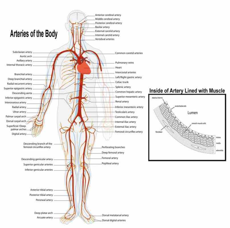 thin layer endothelium  blood Arteries And Veins Structure Anatomy vessels include arteries capillaries and veins which are responsible for