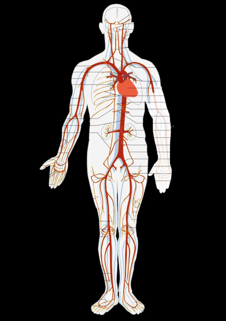 this All Arteries In The Human Body is a list of arteries the human