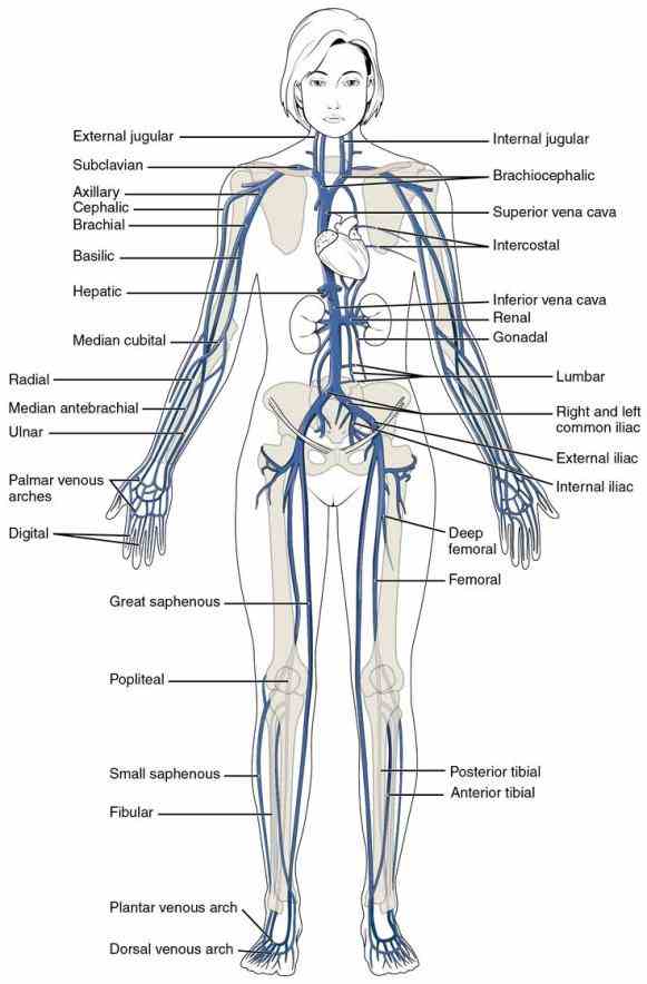 through body  learn Anatomy Of Blood Vessels In The Body more about blood vessel function in the boundless open