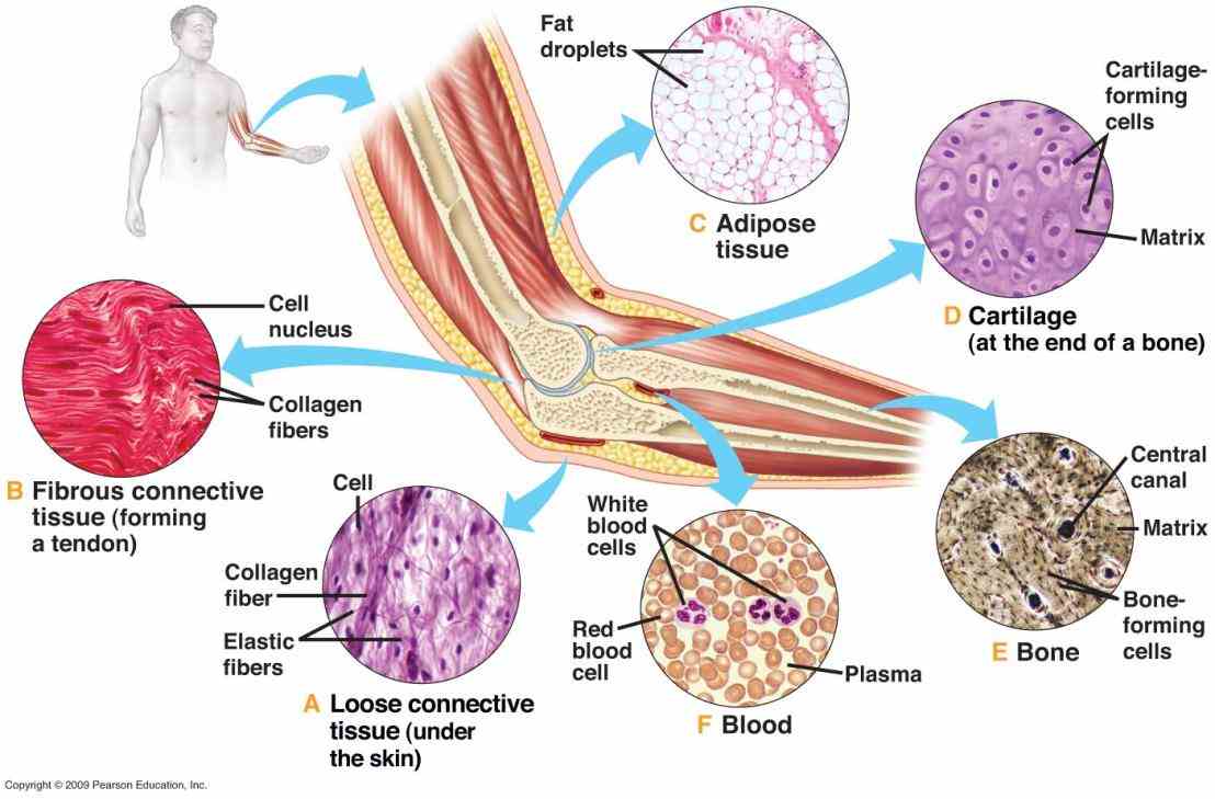 tissue in the boundless open textbook anatomy and physiology organization at level epithelia forms boundaries between different environments and 