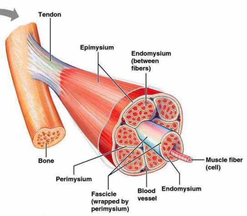tissues can be described from  about Anatomy Of Muscle Tissue half of your bodys weight is muscle tissue categorized