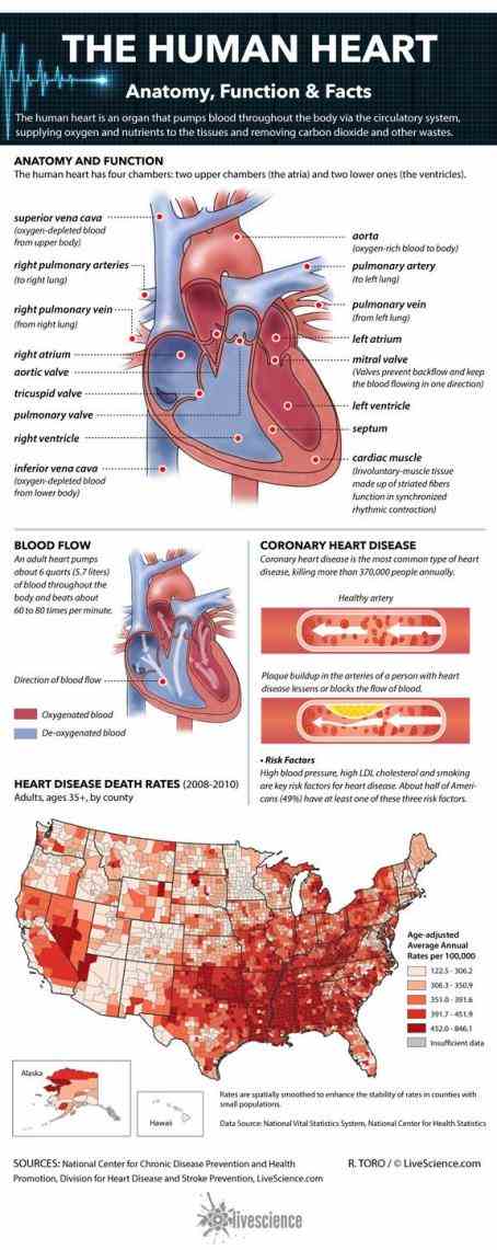 tissues  knowledge Parts Of The Human Heart And Their Functions of your heart structure and its function will help