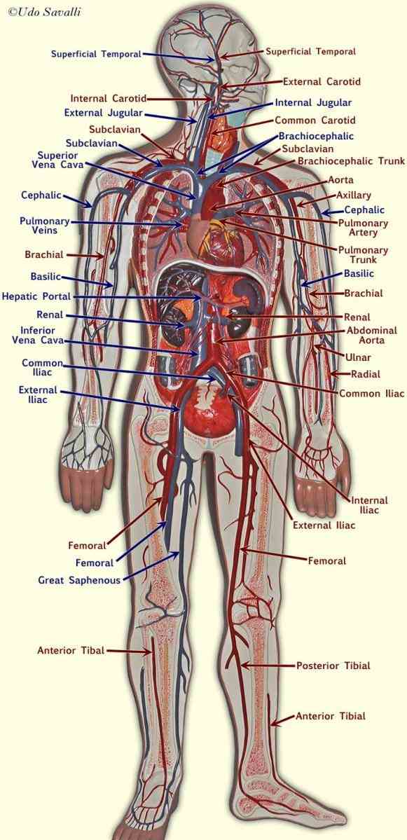 to  in Major Blood Vessels In The Heart this lesson you will learn about the main blood vessel that