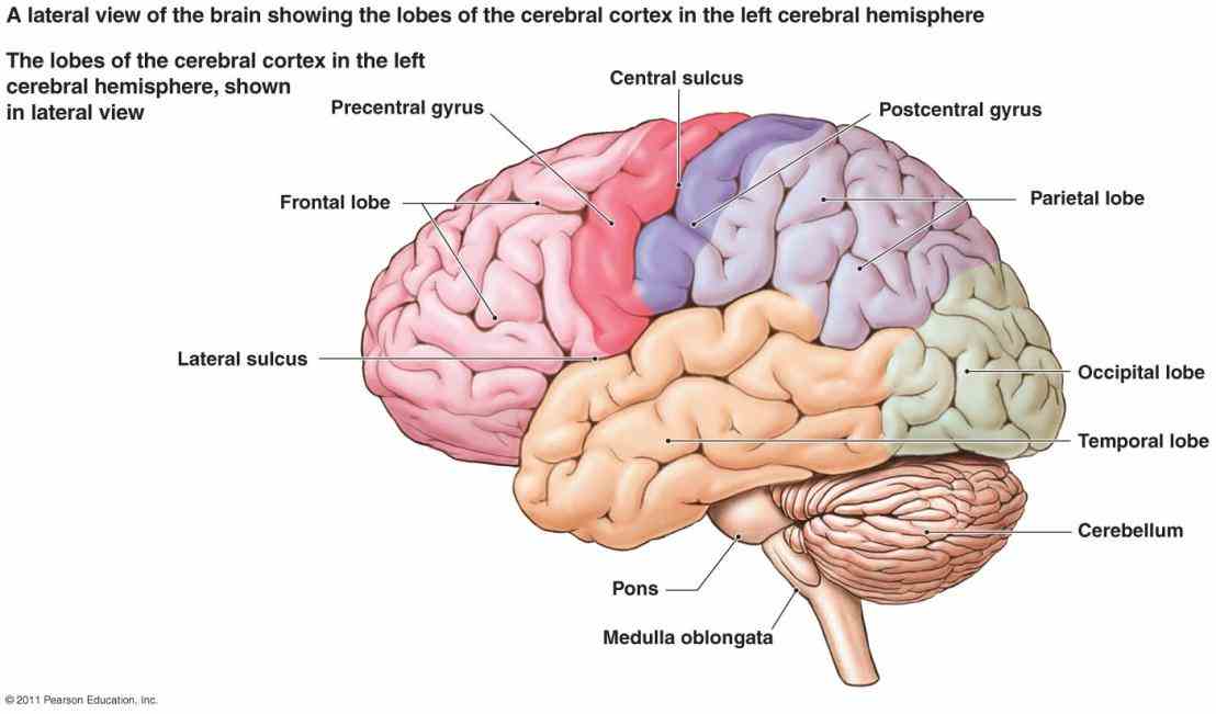 to interpret or hard find check us out for easy understand labeled human and its parts the Labeled Areas