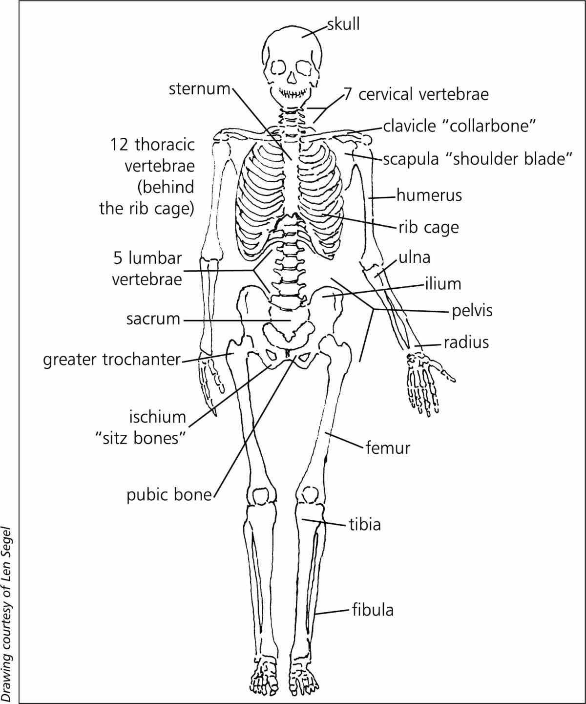 to skeletal the Musculoskeletal System Structure human skeleton is a collection of bones that provide framework for body do