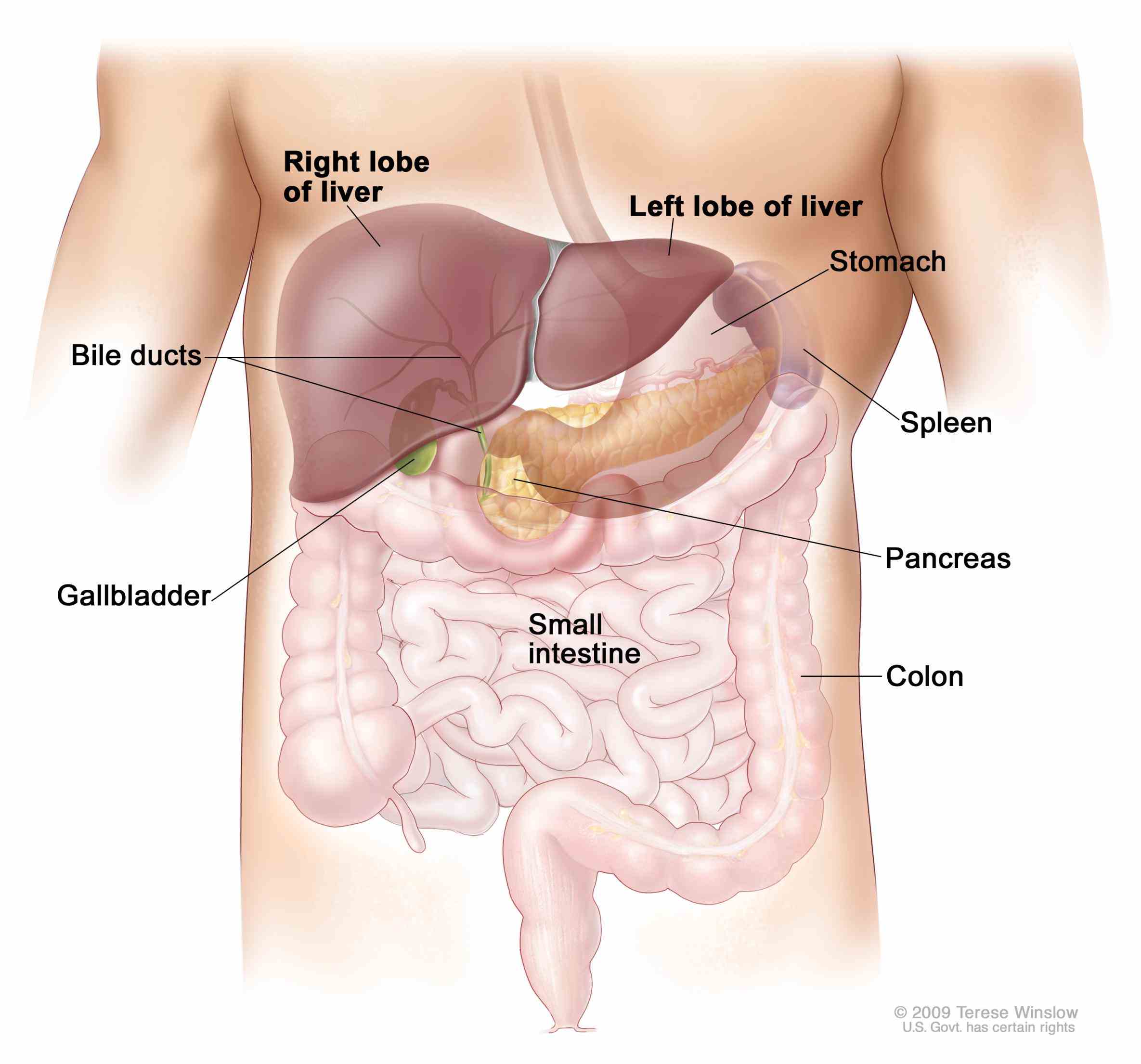 to use it also metabolized drugs in into forms that are  de Anatomy Of The Body Liver mar webmds