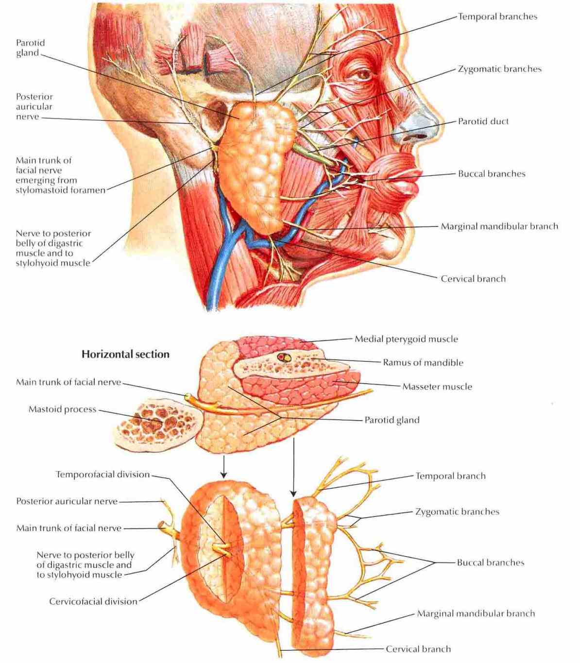 tongue and ducts of salivary glands that work together to aid in ingestion digestion  ir Glands In The Mouth