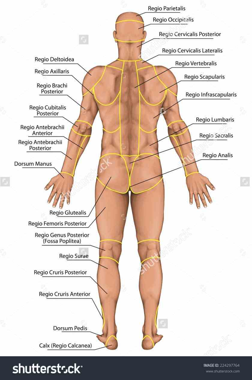 tools need Major Regions Of The Body Anatomy help with your anatomy and physiology i homework students identify the
