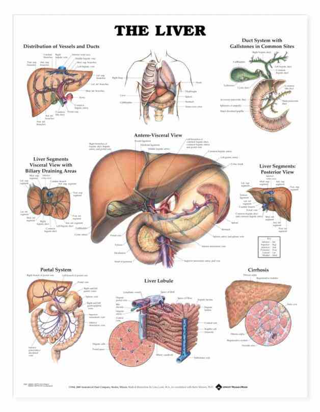 traditionally divided into two portions – right left lobe as viewed from front diaphragmatic surface; but the  de Anatomy
