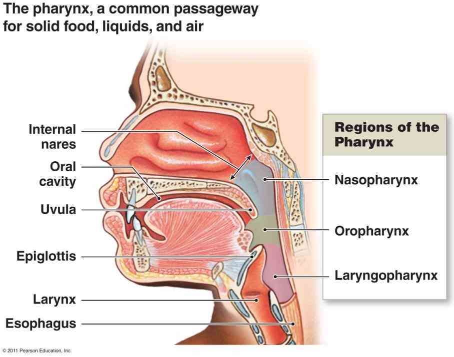 transports saliva liquids and foods from mouth to stomach when patient upright is  here Esophagus Function And Structure is