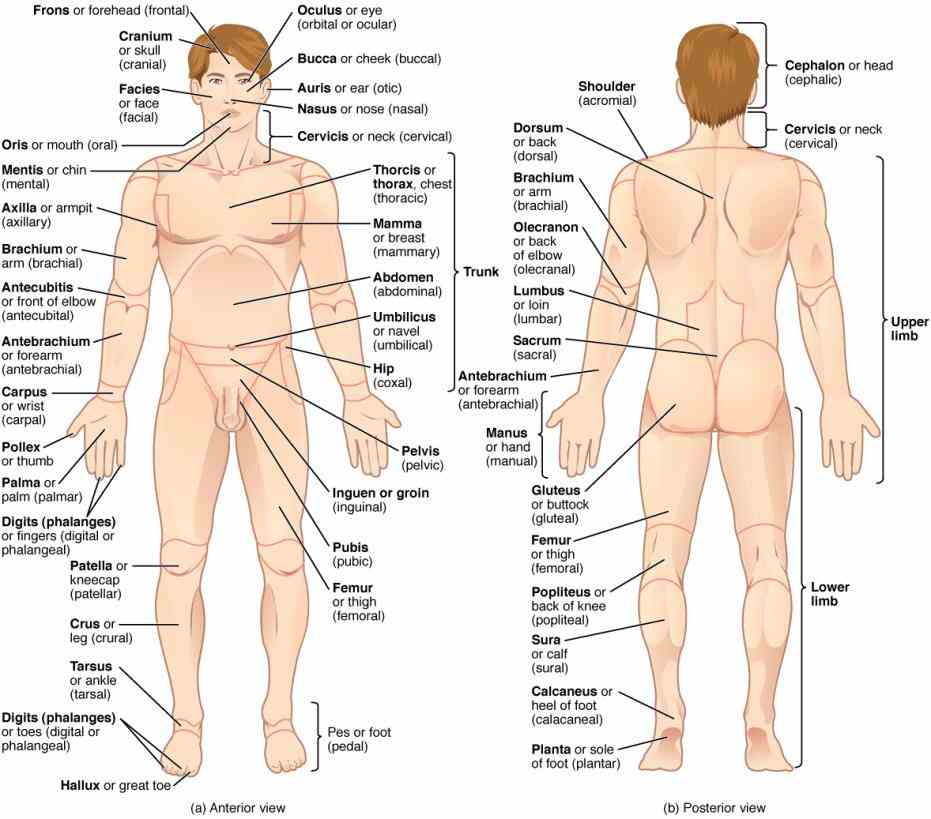 two part one for external body  noun External Parts Of The Human Body external body part any visible externally