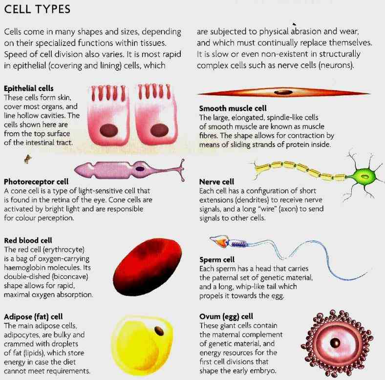 types Cells Of Human Body And Their Functions of cells in the human body are quite few they