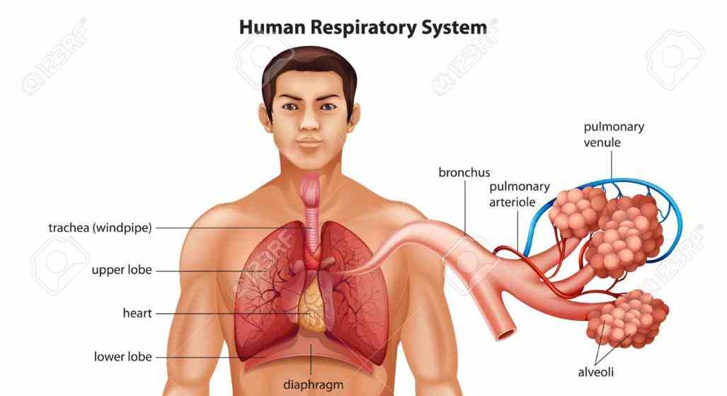 used for process respiration in an  the Anatomy Of Human Respiratory System respiratory system which includes air passages pulmonary
