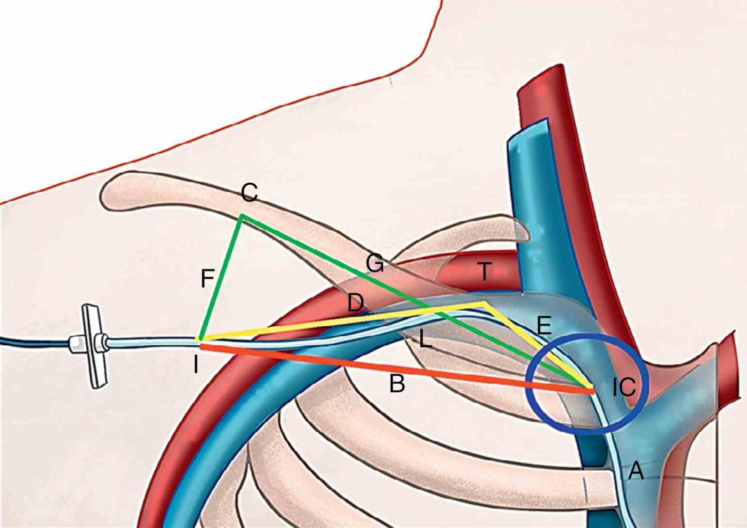 Anatomy Of Subclavian Vein | MedicineBTG.com