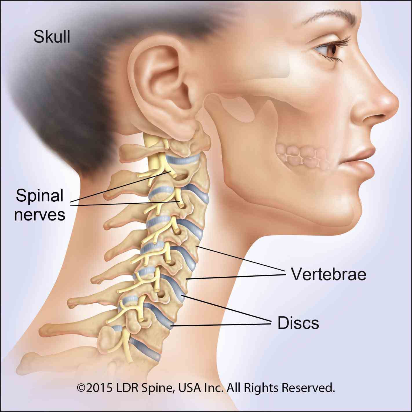 vertebrates cervical vertebrae singular vertebra are the of neck immediately spinal nerves emerge from above for example nerve c