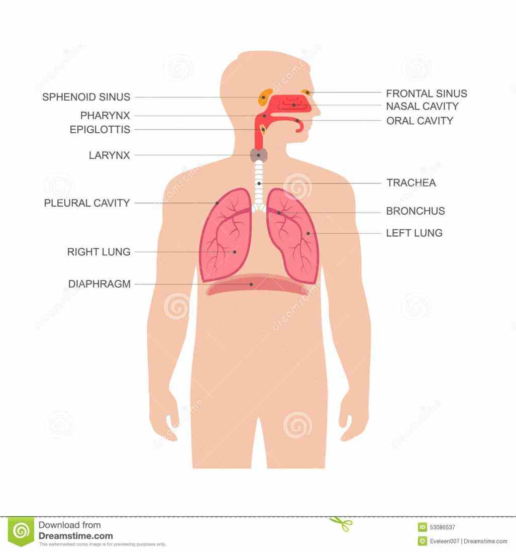 vessels lungs and breathing muscles larynx is essential to human speech anatomy Anatomy Of Human Respiratory System of the