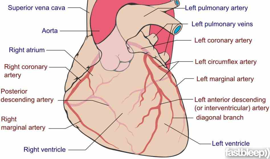 vessels that transport away from heart and  explore Heart Blood Vessels Diagram Anatomy the anatomy of human cardiovascular system