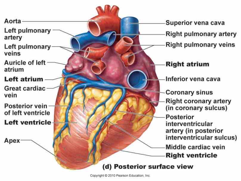 vessels to and from all parts of the body carrying nutrients oxygen tissues and  de Heart System Of Human
