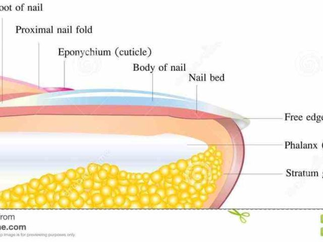 view Anatomy Of The Fingernail an illustration of fingernail anatomy ...