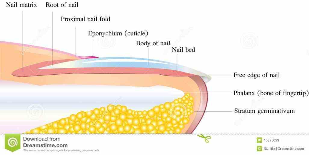 view Anatomy Of The Fingernail an illustration of fingernail anatomy and learn more about medical illustrations a Anatomy