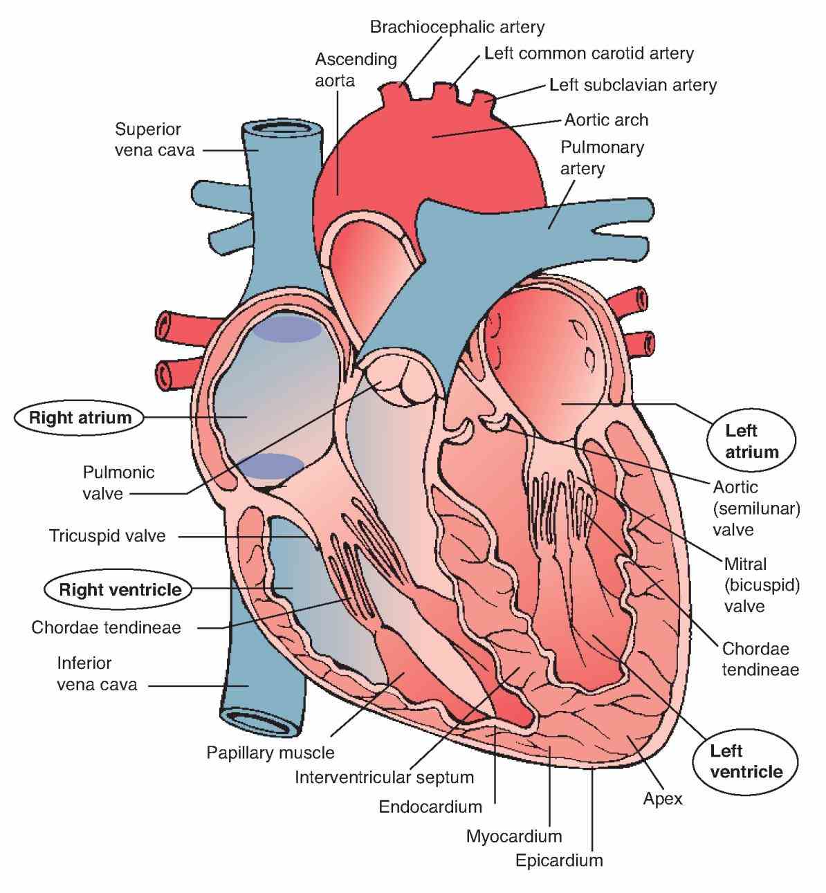 wall is divided into three layers epicardium myocardium and endocardium outer  of Anatomy The Three Layers Of The Heart