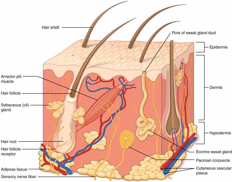 what makes up your skin layers protection first foremost the protects underlying structures by  the Integumentary System Functions And