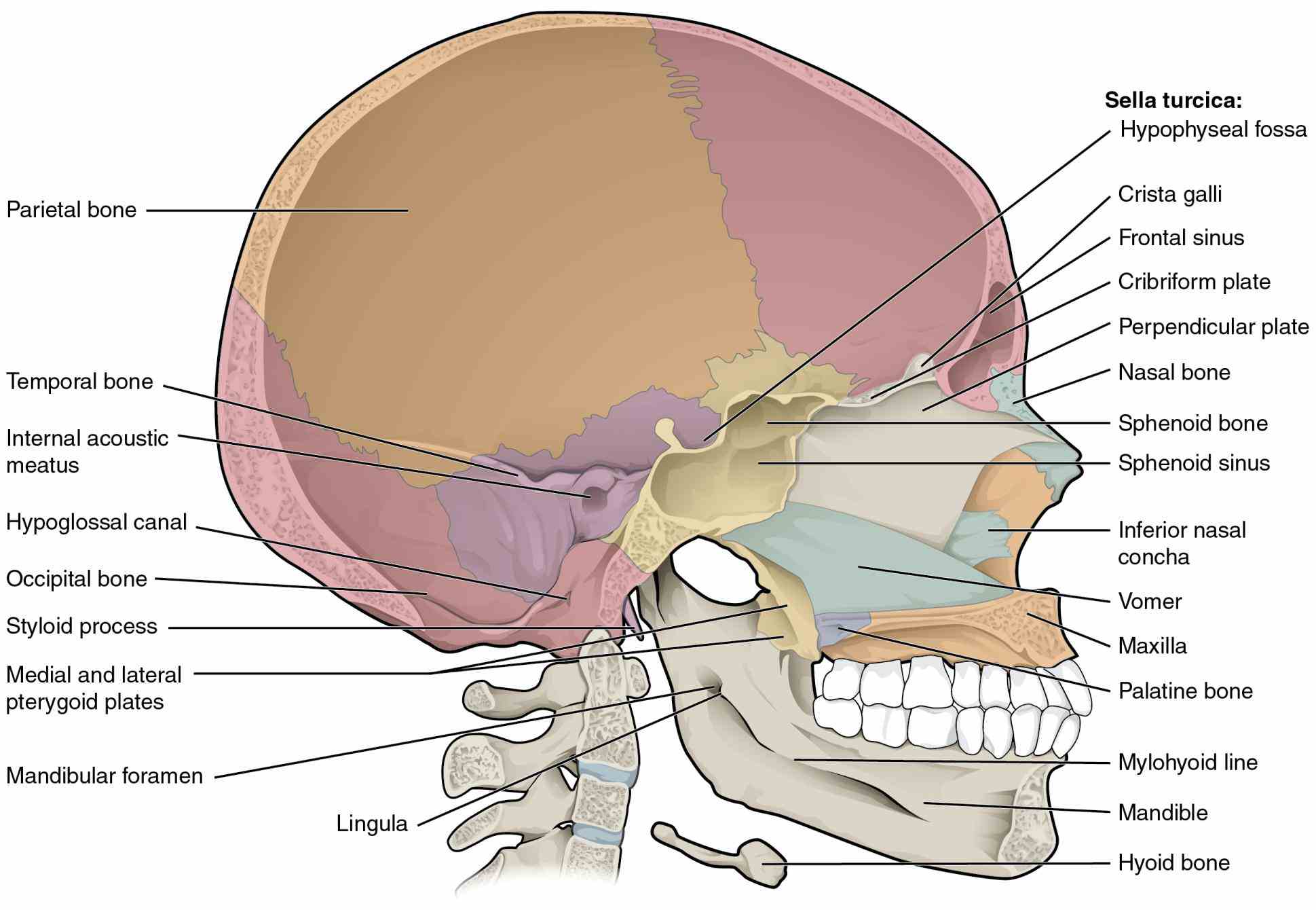 which are the Labeled Diagrams Of Skull skull is composed of bones that are fused together except for mandible