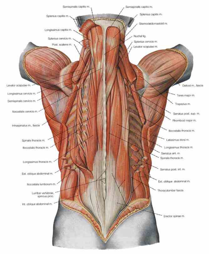 will compensate by shifting trunk to side; this  the Lower Back Parts Of The Body spine of lower back