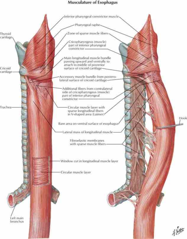 will learn these Anatomy Of Esophagus And Trachea videos are so great! can you tell me who the narrator
