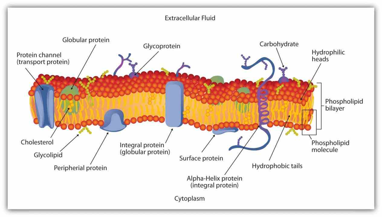 with among other functions this lesson ir Glycoproteins In The Cell Membrane para glycoproteins and glycolipids lipid proteins on