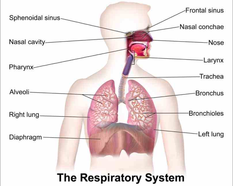 within the body requires oxygen to function respiratory system which includes air passages pulmonary vessels most of organs help