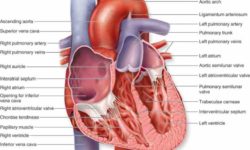 Heart Internal Structure Diagrams | MedicineBTG.com