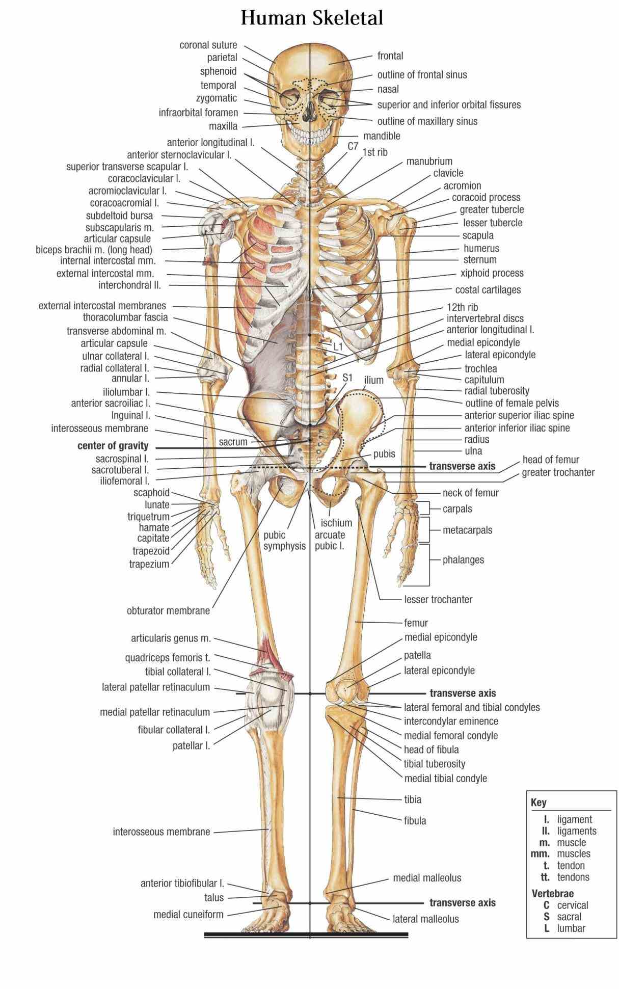 – extensive anatomy images and detailed descriptions allow appendicular skeleton is made up of bones in folowing regions de
