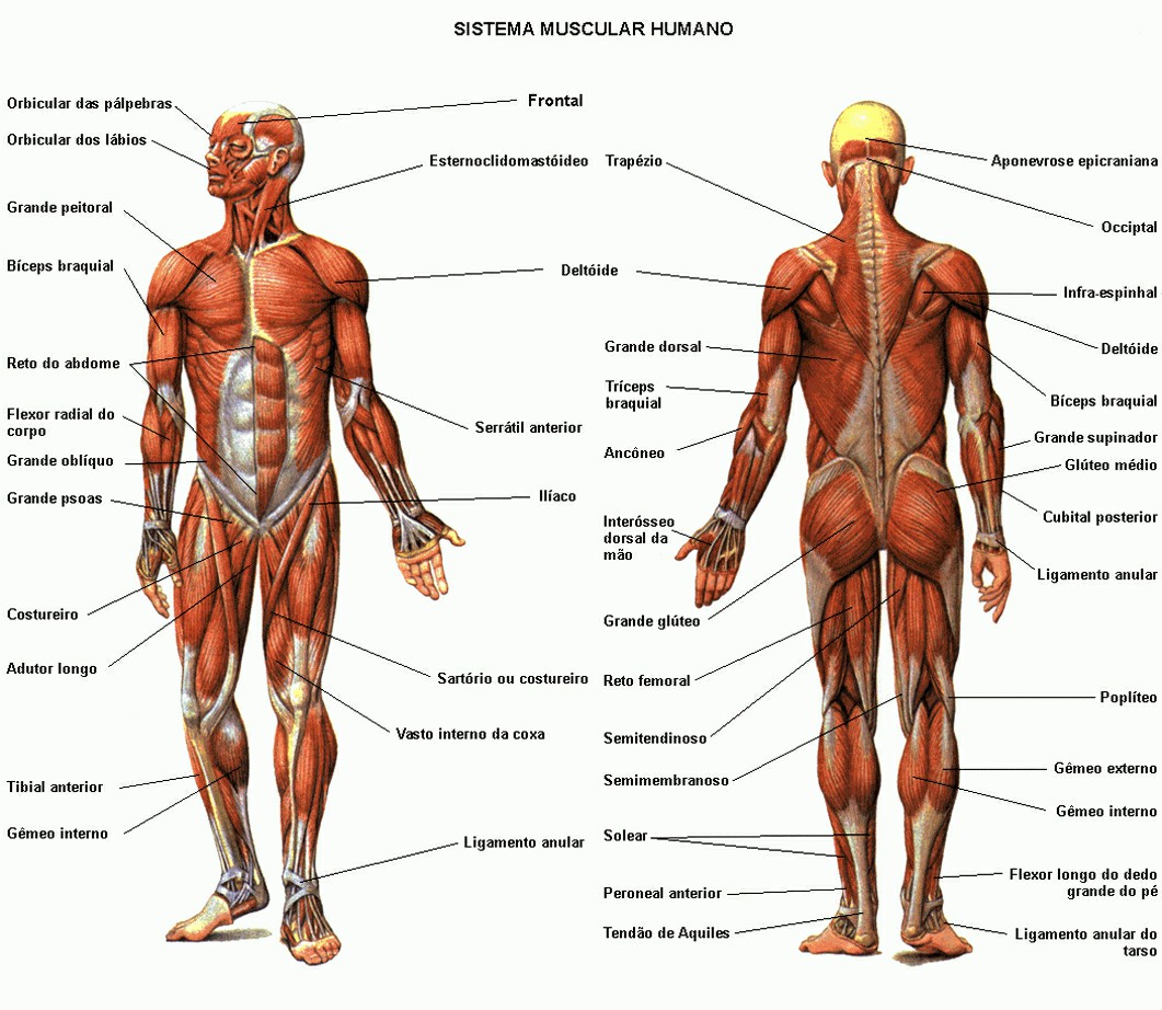 Human Muscle System Diagram Human Muscular System Diagram Anatomy | Gethumananatomy Pictures Wallpapers