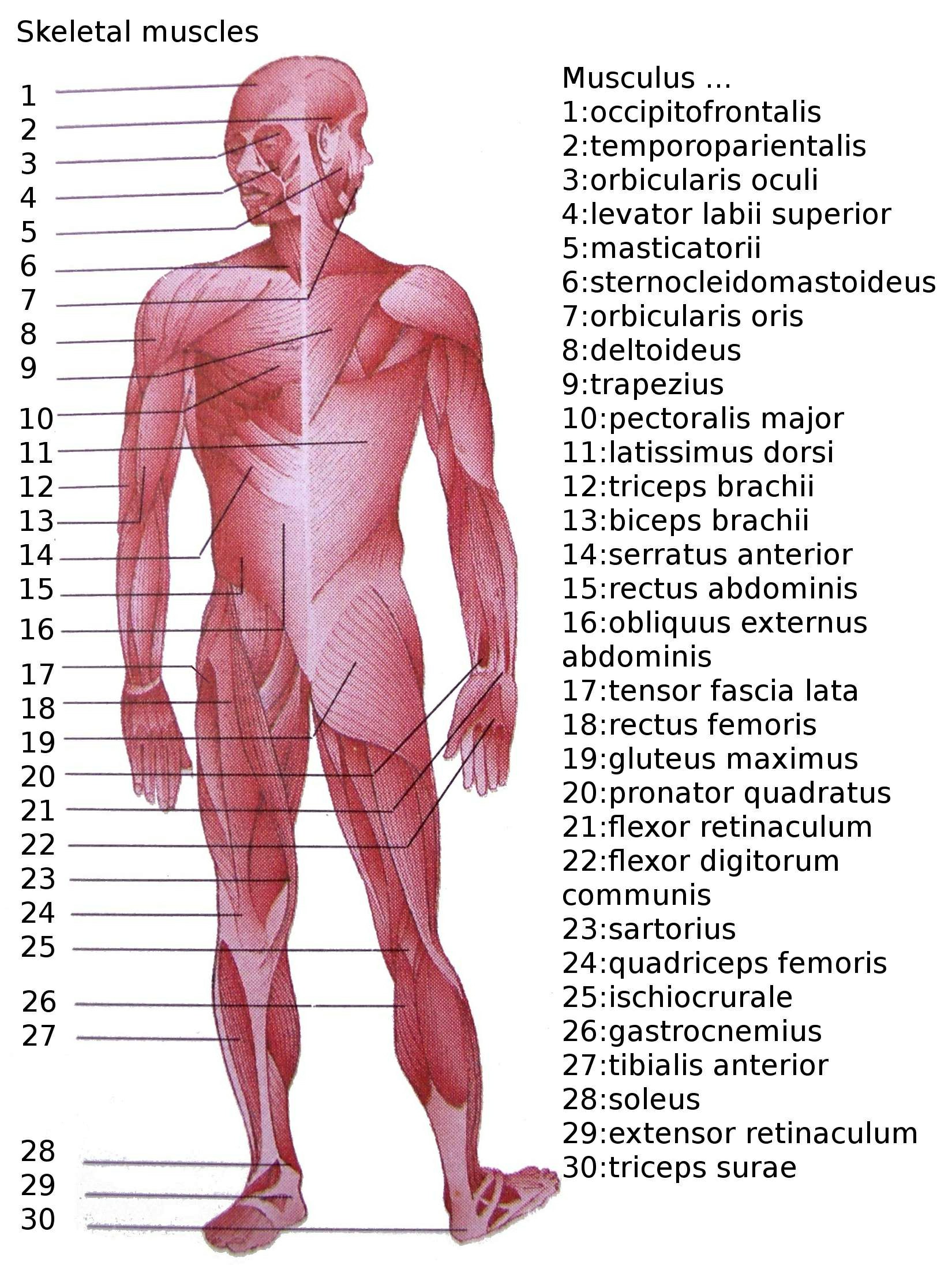 Muscle Images Of Human Body List Of Skeletal Muscles Of The Human Body   Wikipedia