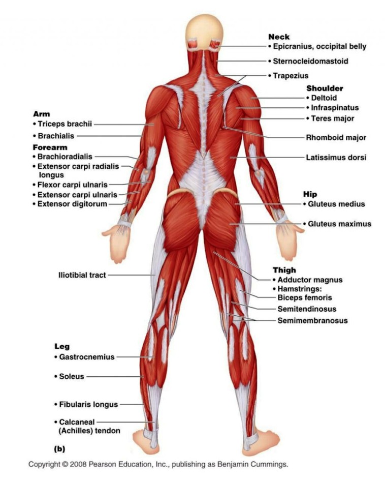 Muscular System Of The Human Body Pictures Wallpapers