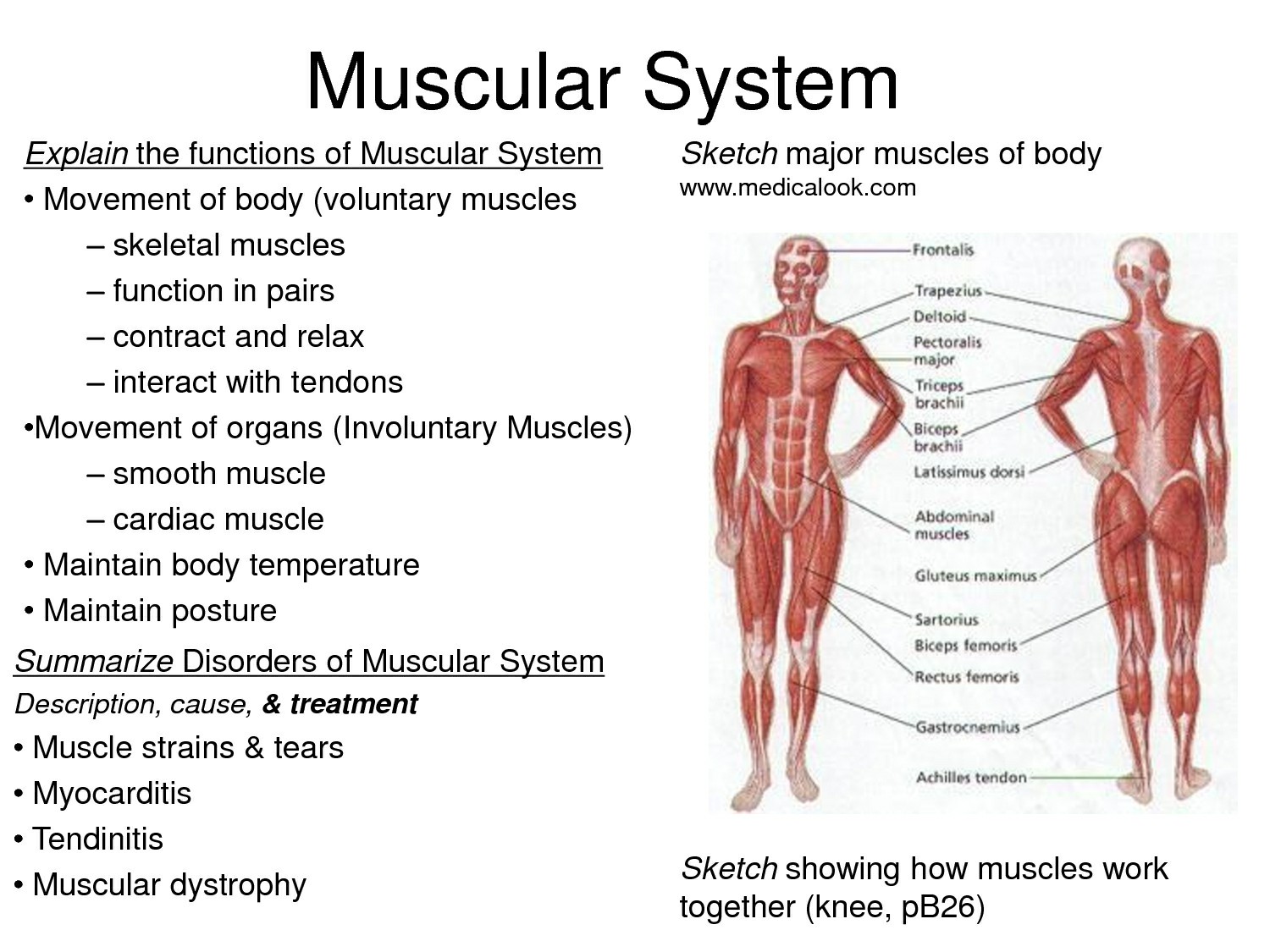 Other Picture of Muscular System Structure And Function Muscular System Fac...