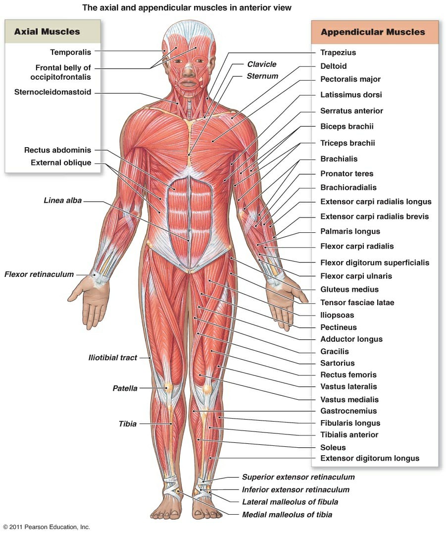 Picture Of Muscular System With Labels Diagram Of Skeletal Muscle System | Diagram